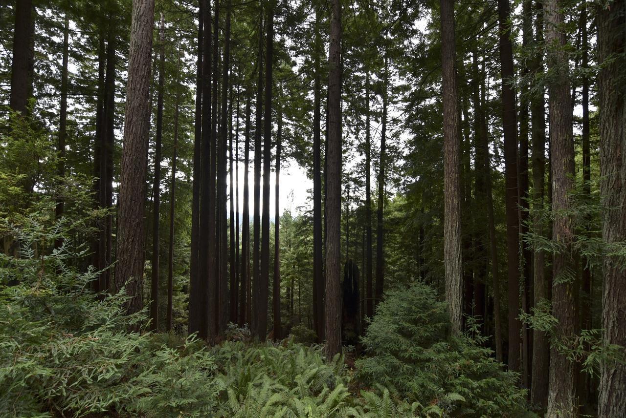 Serene Redwood Retreat Arcata Exterior photo